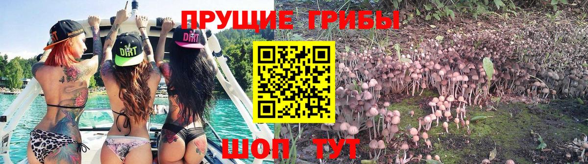 Галлюциногенные грибы Psilocybe Канаш